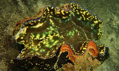 Giant clam 