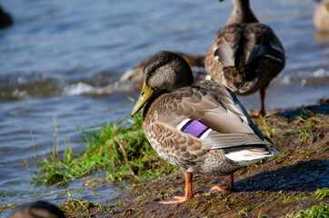 ducks rest on the beach