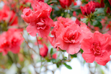 pink azalea flowers in garden