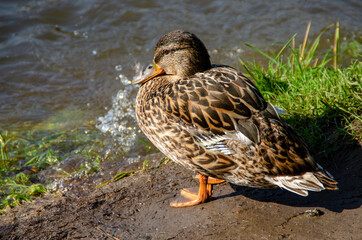 ducks rest on the beach