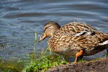 ducks rest on the beach