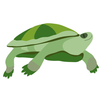 Turtle. Vector graphic drawing. Close-up. There are shades of green. Drawn by hand. Can be used for websites, stickers, collages, magazines, children's books.