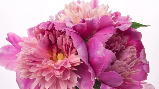 Beautiful pink peony flowers bouquet background. Blooming roses flower open, time lapse, close-up. Wedding backdrop, Valentine's Day concept. Bouquet on white backdrop, closeup. 4K UHD timelapse