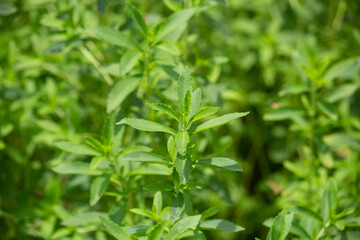 ステビア（学名：Stevia rebaudiana　英名：sweetleaf）：甘味料の原料、南米の植物