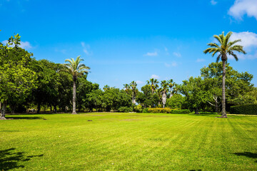 Large rassy meadow