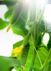Young plant cucumber with yellow flowers. Juicy fresh cucumber close-up macro on a background of leaves Little with a flower in the garden, Sunny day