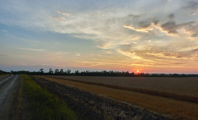 wheat field in the setting sun, with a light haze on the horizon and a dirt road stretching into the distance