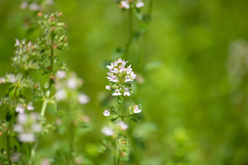 Fototapeta premium ヨウシュイブキジャコウソウウ 学名：Thymus serpyllum、 別名：ワイルドタイム、セルピルム