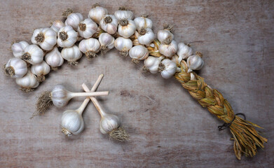 Fresh Harvesting garlic from out of  the garden. braided garlic or Garlic string. Harvested vegetables, organic. Decorative food Garlic braid at wooden background.