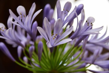 Fototapeta premium Blue flower Agaphantus africanos