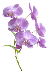 Obraz na płótnie Canvas purple orchid flower isolated on white