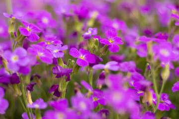 Obraz premium Violet-pink flowers close up