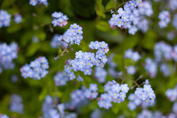 Forget-me-not flowers close up