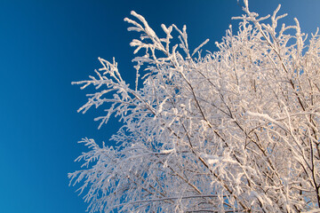 Winter landscape with snowy trees and blue sky