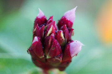 close up of pink flower