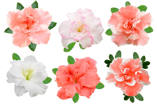 set of red and white azalea flowers isolated on white