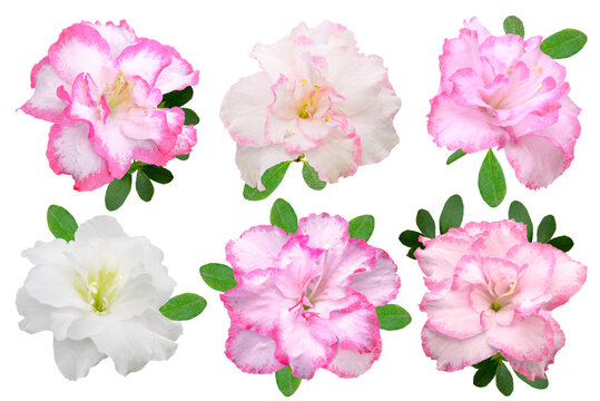 set of pink and yellow azalea flowers isolated on white