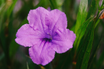 Obraz premium Violet ruellia or purple flower in the garden