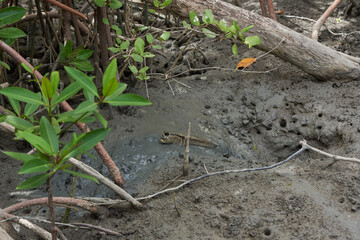 A mudskipper fish in the mud