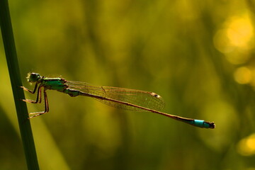 Close-up of a damselfly perched on a grass blade with a soft green and golden background. Captured in natural light with shallow depth of field