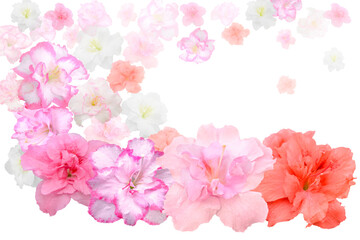 pattrn of white, pink and red azalea flowers on white background
