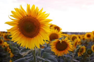 Obraz premium sunflower flowers at the evening field