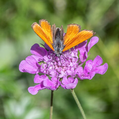 Papillon sur une fleur - butterfly on a flower