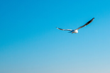 Seagull in flight with open wings, beautiful blue sky on background