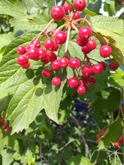 red currant bush