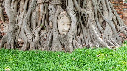 The head of an ancient Buddha statue in a tree in Thailand