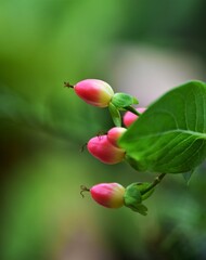 Red berries of the Hypericum plant
