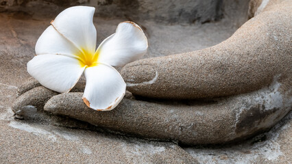 Plumeria flowers on the palm of the Buddha image