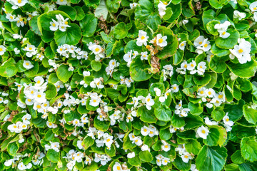 Background material of flowers and plants wall..