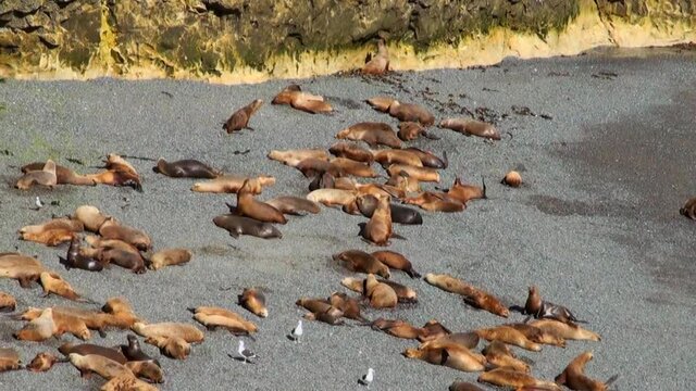 South American Sea Lions