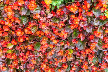 Background material of flowers and plants wall..