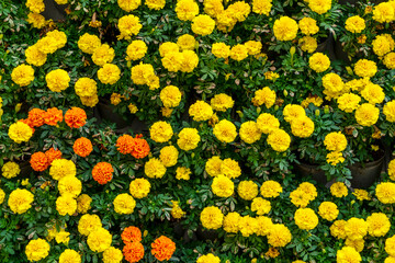 Background material of flowers and plants wall..