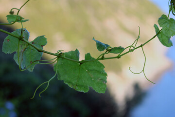 Foglie di vitis vinifera con viticci arricciati