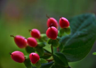 Red berries of the Hypericum plant