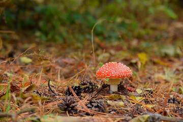 
red fly agaric in autumn forest dry leaves pine cones