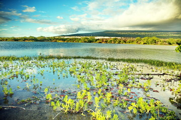 Naklejka na ściany i meble summer landscape with flowers and lake