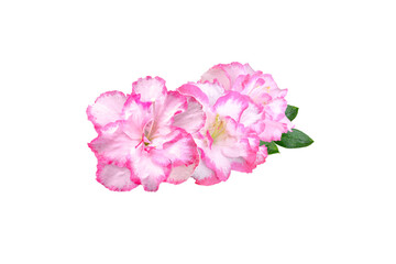 bouquet of pink azalea flowers isolated on white