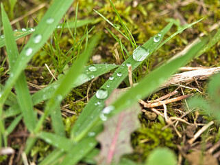 細長い葉としずく