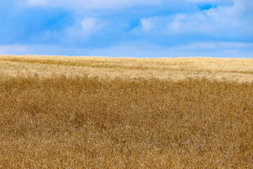 Lund, Sweden A  landscape and wheat field.