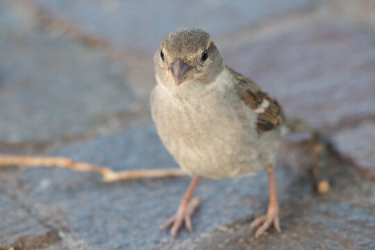 passero