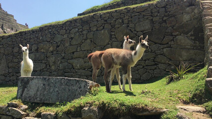 Fluffy and friendly llamas of Machu Picchu.