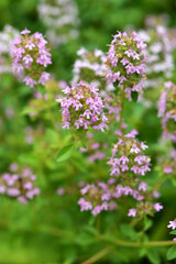 クリーピングタイムの花