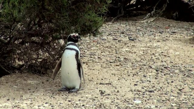 Magellanic Penguin colony of Punta Tombo, one of the largest in the world, Patagonia, Argentina