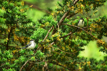 オンコの木に止まるシジュウカラの幼鳥