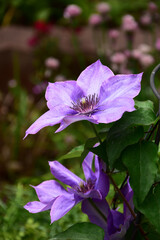 紫の大輪のクレマチス