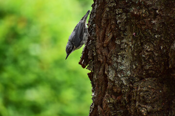 Obraz premium 桜の木に止まる初夏のゴジュウカラ